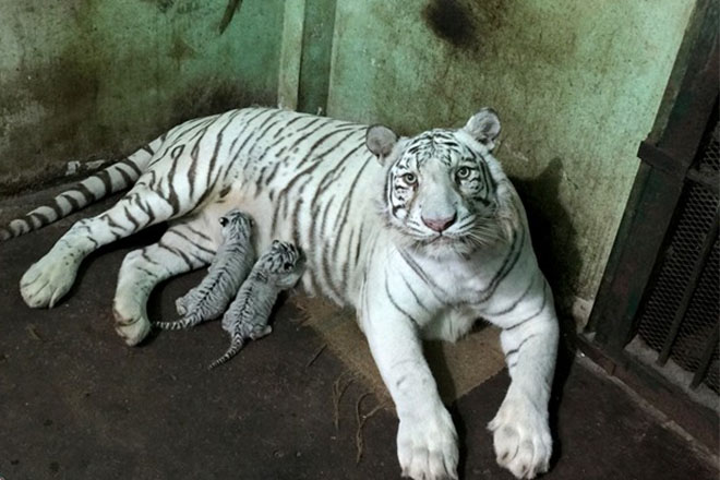 Lần đầu nhân giống được hổ Bengal trắng: Chú hổ con bị mẹ 'bỏ rơi' phát triển tốt
