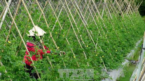 Bắc Giang đầu tư hơn 1.500 tỷ đồng quy hoạch vùng nông nghiệp công nghệ cao