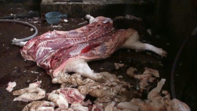 100% mẫu thịt lợn, gà, vịt từ các chợ kém vệ sinh nhiễm khuẩn E.coli vượt giới hạn cho phép