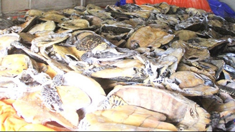 Tuyên án kẻ tàng trữ số lượng lớn xác rùa biển nguy cấp, quý hiếm