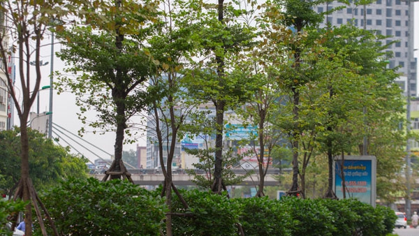 Hà Nội đã gần đạt mục tiêu trồng một triệu cây xanh