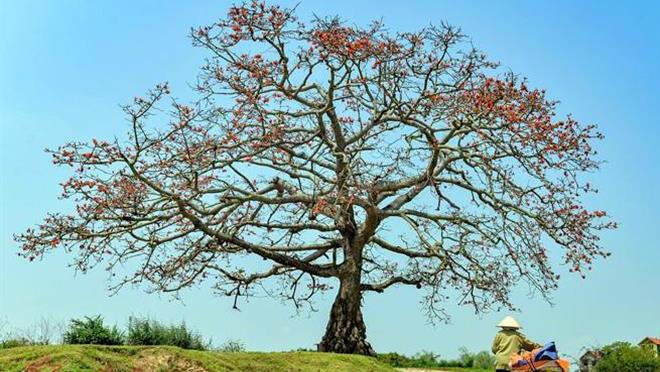 6 cây cổ thụ trăm tuổi vào danh sách Cây Di sản Việt Nam