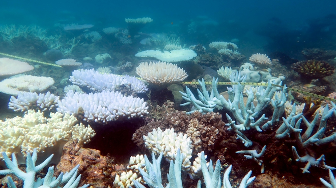 Rạn san hô lớn nhất thế giới bị 'tẩy trắng' bởi biến đổi khí hậu