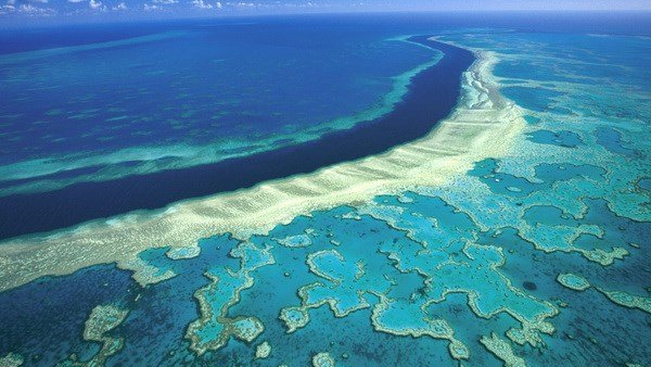 Thêm 'tiếng kêu cứu' từ rạn san hô lớn nhất thế giới