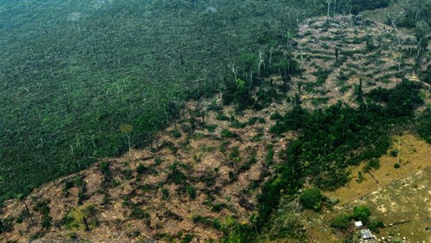 Colombia nhận thêm hàng triệu USD hỗ trợ bảo vệ rừng Amazon