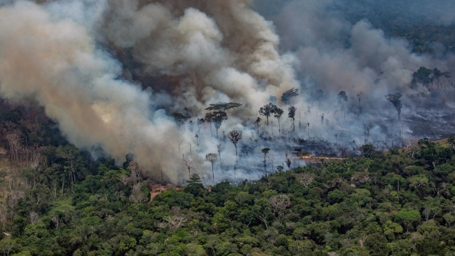 Rừng Amazon tiếp tục bị tàn phá nghiêm trọng