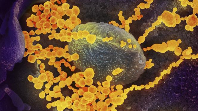 Một số biến thể mới của virus SARS-CoV-2 có thể 'qua mặt' kháng thể chống lại virus bản gốc