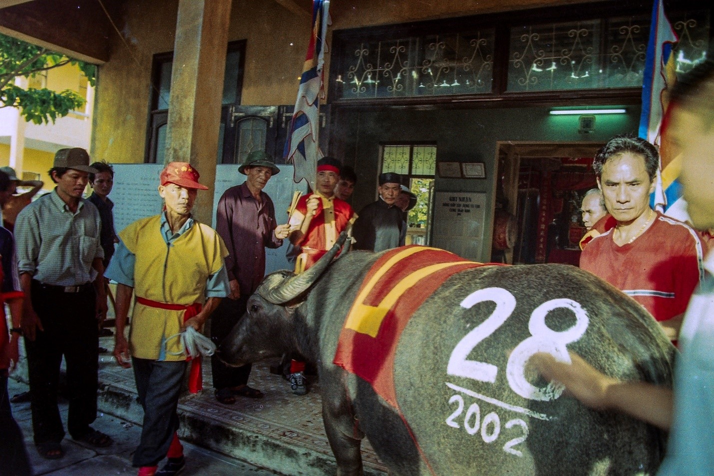 Cuộc đời sau ống kính: Hình ảnh chọi trâu Đồ Sơn 20 năm trước