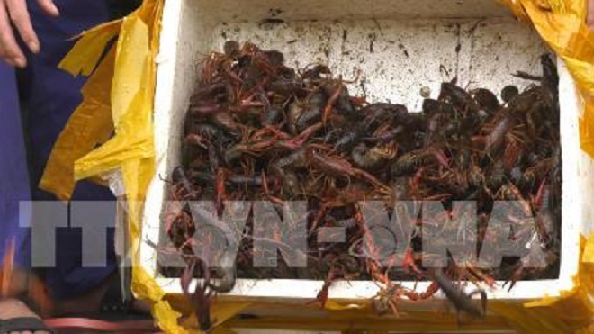 Lạng Sơn: Bắt giữ gần 50kg tôm hùm đất nhập lậu