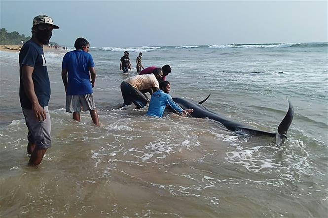 Trong ảnh: Các tình nguyện viên giải cứu cá voi hoa tiêu bị mắc cạn tại bãi biển Panadura, cách thủ đô Colombo của Sri Lanka 25 km về phía Nam, ngày 2/11/2020. Ảnh: AFP/TTXVN