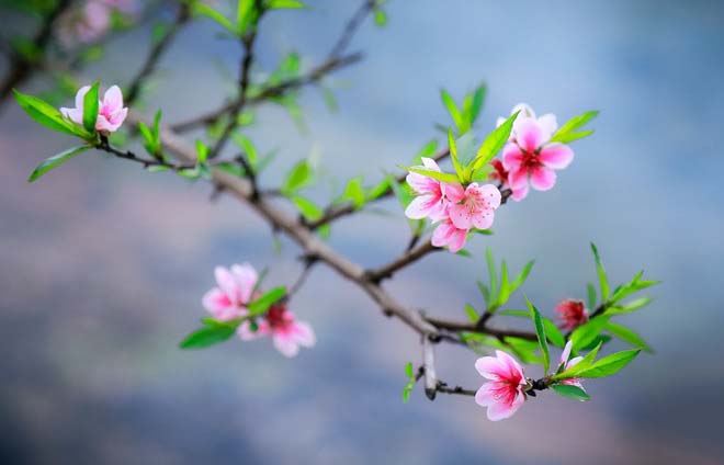 những điều kiêng kỵ trong ngày Tết, kiêng kỵ mùng 1 Tết, điều kiêng kỵ trong ngày Tết Việt Nam, điều cấm kỵ trong ngày Tết Nguyên đán, các điều cấm kỵ trong ngày Tết