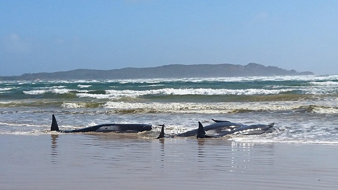 Hơn 90 cá voi chết trong vụ mắc cạn ngoài khơi Australia và còn tăng