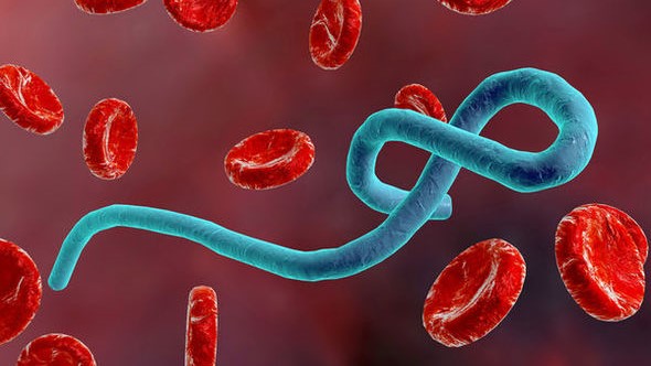 Phát hiện 'lá chắn' chống virus Ebola trong tế bào người