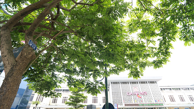 Hà Nội: Di chuyển 114 cây xanh, trong đó có 12 cây sưa trên phố Trần Hưng Đạo để thi công Ga S12