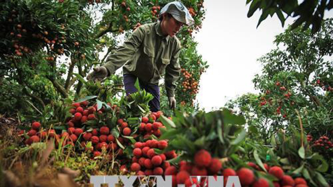 Kết thúc vụ vải thiều, nông dân Bắc Giang thu về hơn 5.700 tỷ đồng