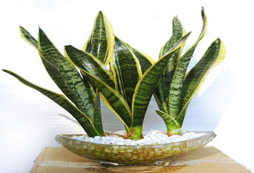 Covid-19, Cách ly toàn xã hội, Ở nhà, May vá, nấu ăn, trồng cây