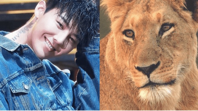 Fan tặng G-Dragon nguyên một chú sư tử nhân sinh nhật tuổi 30