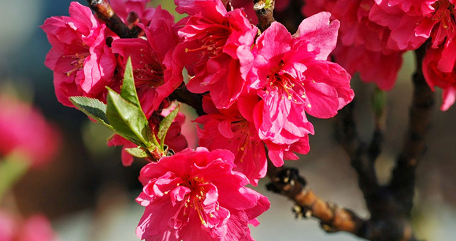 Văn khấn Rằm tháng giêng, Cúng Rằm tháng giêng, Cúng phóng sinh Rằm tháng giêng, Bài cúng Rằm tháng giêng, văn khấn phóng sinh Rằm tháng giêng, văn khấn phóng sinh