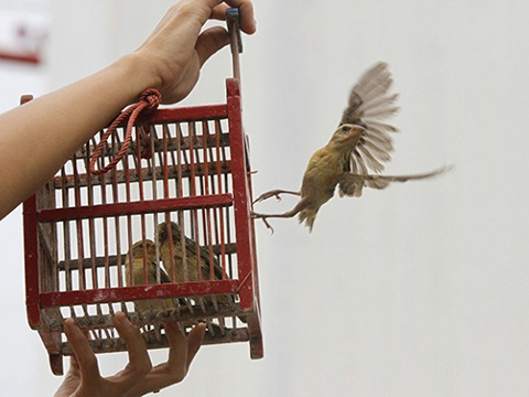 Văn khấn Rằm tháng giêng, Cúng Rằm tháng giêng, Cúng phóng sinh Rằm tháng giêng, Bài cúng Rằm tháng giêng, văn khấn phóng sinh Rằm tháng giêng, văn khấn phóng sinh